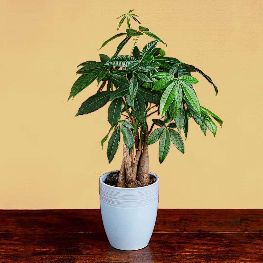 Beautiful indoor plants collection