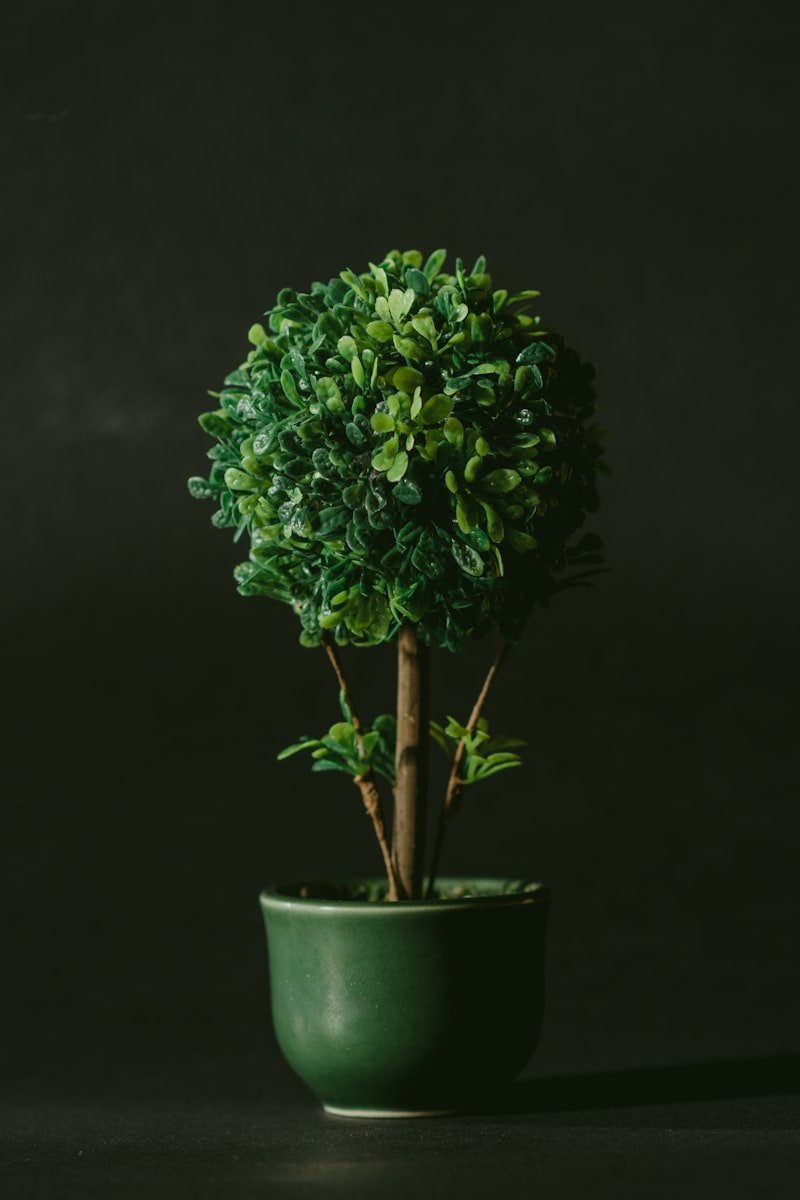 Jade Plant