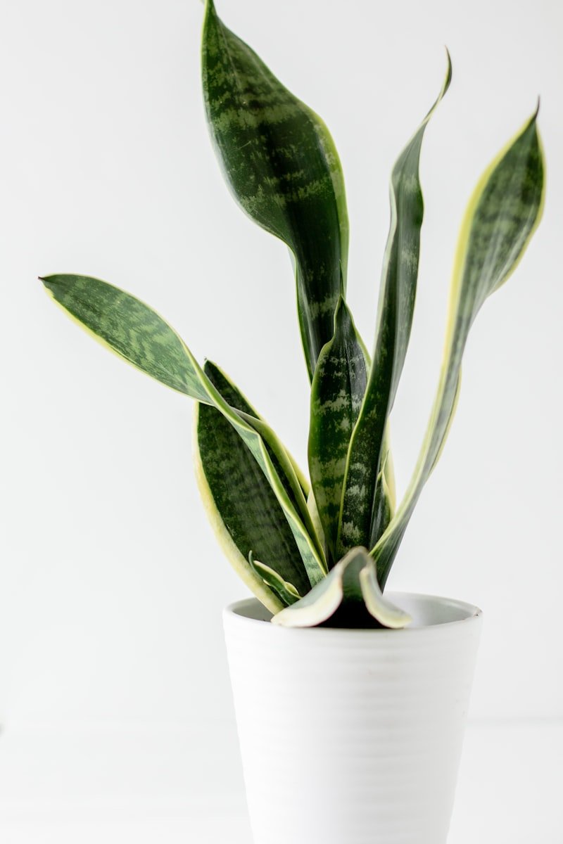 Philodendron